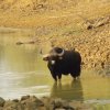 tadoba7 5